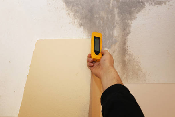 Best Mold Prevention Services  in Shasta, CA