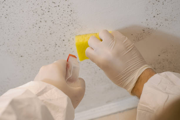 Best Mold Remediation for Healthcare Facilities  in Shasta, CA