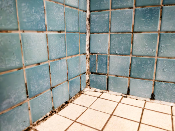 Best Biohazard Mold Removal  in Shasta, CA