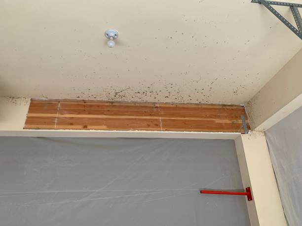 Best Attic Mold Removal  in Shasta, CA
