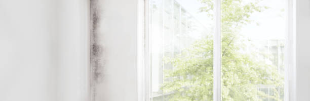 Best Asbestos and Lead Testing During Mold Inspection  in Shasta, CA