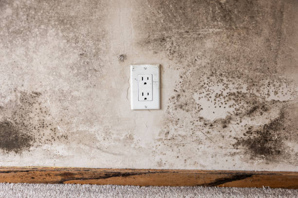 Best Comprehensive Air Testing for Mold Contaminants  in Shasta, CA