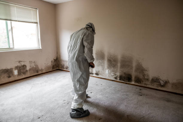Best Residential Mold Inspection & Testing  in Shasta, CA